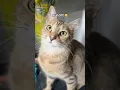 Lagu So truth‼️ #cute #cat #kitten #cutecat #قطط_شورت #catshorts #kociespodenki #מכנסיחתחתים #foryou #fyp