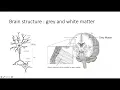 Creating new neurons in the brain Part 1 Director s cut edition