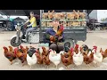 Download Lagu Harvest 100 Chickens At The Chicken Farm, Use Truck Transport Many Chickens Go To Market Sell