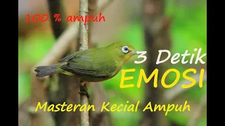 Download 3 DETIK EMOSI CIAK KREKEK JOSS KECIAL KUNING || Masteran Kecial kuning 100% Ampuh MP3