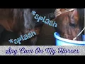 SPY CAM ON MY HORSES Only Oakley