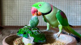 Download Baby parrots Natural feed \u0026 Sound ( Raw Parrots) MP3