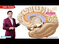 Limbic System Anatomy Animation Components Functions Clinical Relevance Dr G Bhanu Prakash