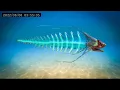 Lagu 30 Most DISTURBING Deep Sea Creatures Caught on Camera!