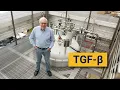 The Pinball Mechanics of TGF Structural Insights from Pitt Med s Andrew Hinck