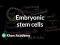 Embryonic stem cells Cells MCAT Khan Academy