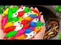 Download Lagu Tangkapan Ikan Akuarium Asing di Kolam Kecil, Bayi Kura-kura, Siput, Ikan Guppy Biru, Ikan Mas, K...