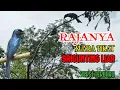 Download Lagu MIKAT SRIGUNTING|Suara Pikat Srigunting Ribut Paling Ampuh