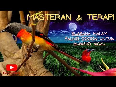 Download MP3 MASTERAN Mantenan VS Sepah raja TERAPI SUASANA MALAM DENGAN ALIRAN AIR UNTUK MURAI, KACER, CUCAK IJO