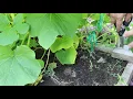 Prune Your Pumpkin Squash For A Healthier Plant