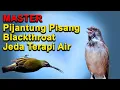 Download Lagu MASTER Pijantung Pisang Blackthroat  Jeda Terapi Air