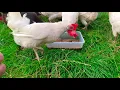Can chickens eat lentils and legumes