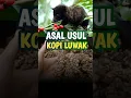 Download Lagu Asal Usul tai luwak jadi kopi #fypシ゚ #faktaduniaunik #viralvideo #viralshorts #viralshort