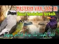 Download Lagu Masteran viral full tembakan 🔥 jingjing petulak brinji dan cungko violet 