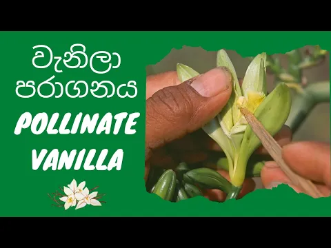 Download MP3 වැනිලා පරාගනය කරන්නෙ කොහොමද? - How to pollinate vanilla? | Vanilla Lanka (Pvt) Ltd