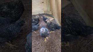 lets check on the farm animals