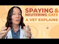 The Truth About Spaying and Neutering Cats A Complete Guide