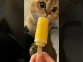 Download Lagu Приколы про животных/приколы про кошек и собак #shortvideo #catfunny #cat @Rydik