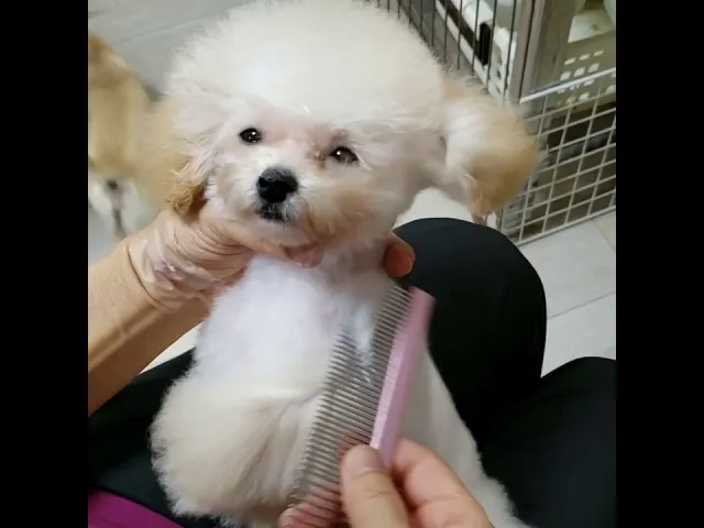 動画