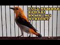 Download Lagu Kemade/Cit Keres || Full Nembak Kenari Sambung Nyrecet