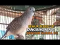 Download Lagu Perkutut Lokal GACOR suara VARIASI NDUDUT Ampuh memanggil Lawan EMOSI MANGGUNG PANCINGAN PERKUTUT