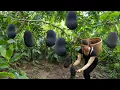 Countryside Life of a Woman: Harvesting Black Jackfruit \u0026 Wild Fruit | Satisfying Village Life