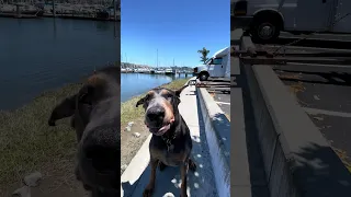 #fyp #dream #pets #doberman #vlog
