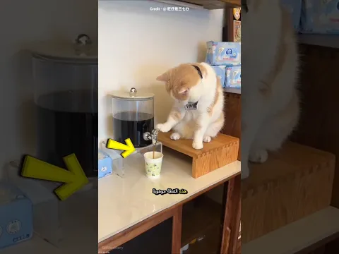 ذكاء قطة ادهش صاحبها! 😱