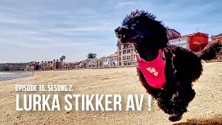Lurka stikker av! Episode 16 sesong 2 [27]