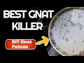 Best Gnat Killer How to get rid of gnats fruit flies