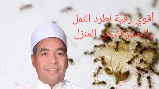 أقوي رقية لطرد النمل والحشرات من المنزل خلال دقيقة واحدة دندنها