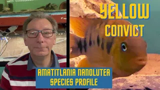 Download Amatitlania nanoluteus Species Profile MP3