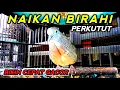 Download Lagu Pancingan perkutut bangkok Bikin Naik Birahi dan Cepat Gacor