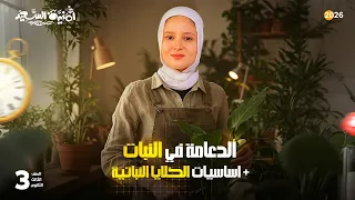 شرح الدعامة في النبات احياء الصف الثالث الثانوي 2026 