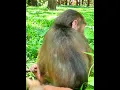 Download Lagu Aug-11-25 Baby Lynx , Jacee, Newborn, Baby , abandoned monkey 001 #monkey #wildlife #Lynx #luna