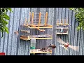 Download Lagu Cara Menangkap Burung Finch Redpoll #perangkap #perangkapburung #goldfinch #goldfinch #passaros #perburuanburung #caccia