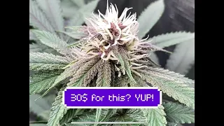 30 Fox farm trio pack will grow high quality cannabis in a 2x2 tent