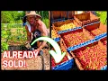 I SOLD THE ENTIRE HARVEST BEFORE PLANTING ANYTHING