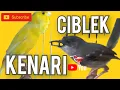 Download Lagu Suara KENARI Gacor CIBLEK semi gacor Masteran burung Kacer Murai batu cucak hijau