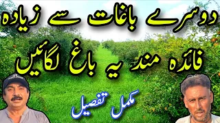 دوسرے باغات سے زیادہ فائدہ مند یہ باغ لگائیں دندنها