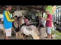 VLOG‼️Trasaksi kambing di warung menghindari MAKELAR #vlog #video #viral 