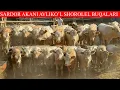 Download Lagu SARDOR AKANI AVLIKO’L SHOROLEL BUQALARI KELDI