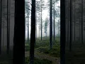 Download Lagu Suasana Gerimis di Tengah Hutan Pinus | Relaksasi Alam yang Menenangkan #asmrhujan #shorts