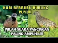 Download Lagu suara pikat ini pasti dapat puyuh banyak di jamin ngacorr#puyuhindonesia