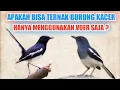 Download Lagu TERNAK BURUNG KACER HANYA MENGGUNAKAN VOER APAKAH BISA