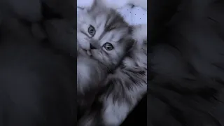 اكلك منين يا بطه 