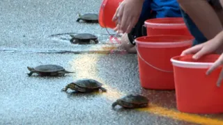 Nisswa Hosts 60th Annual Turtle Races
