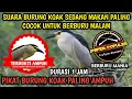 Lagu Suara burung koak sedang makan‼️Terbukti sangat ampuh