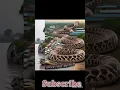 Lagu Har Har shambhu....#mahadev #snake #bholenath #shivsankar #mahadevstatus