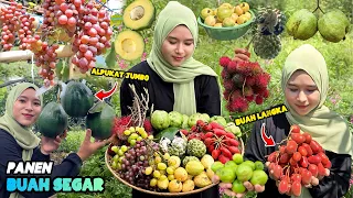 Download Petik buah-buahan dikebun | Panen buah segar MP3